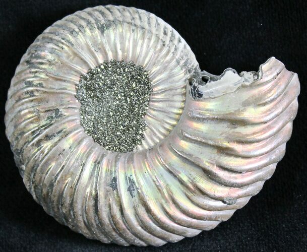 Quenstedticeras Ammonite Fossil With Pyrite #28384